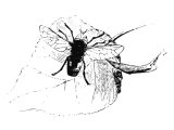 Fly (Tabanus alpinus)